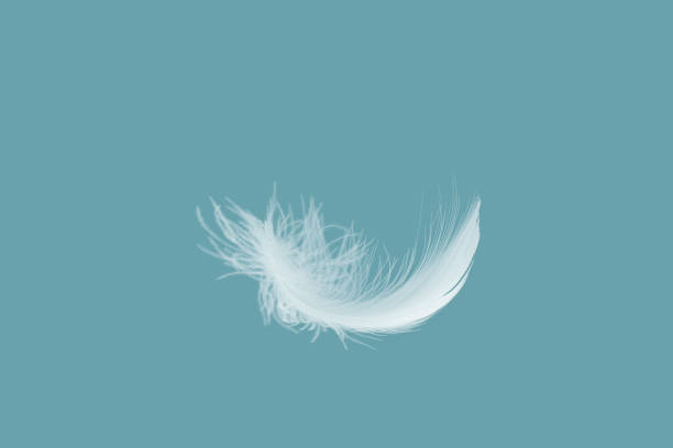 istock Abstract Single White Bird Feathers Falling in The Air. Swan Feather 1404602063