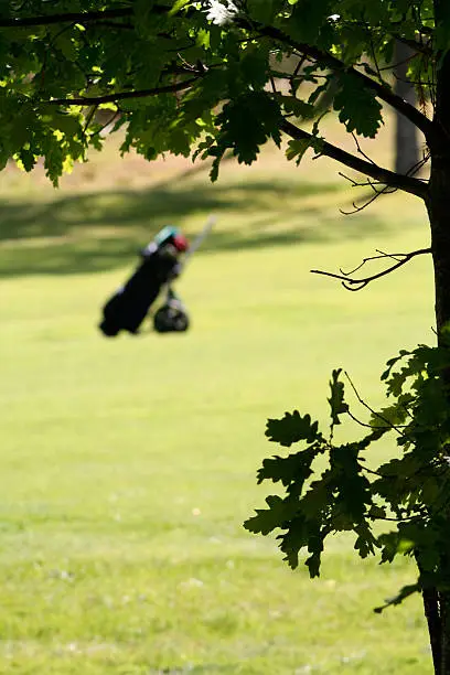 Golfbag on golfcourse green, focus on tree in front. Click below to see more of my golf images