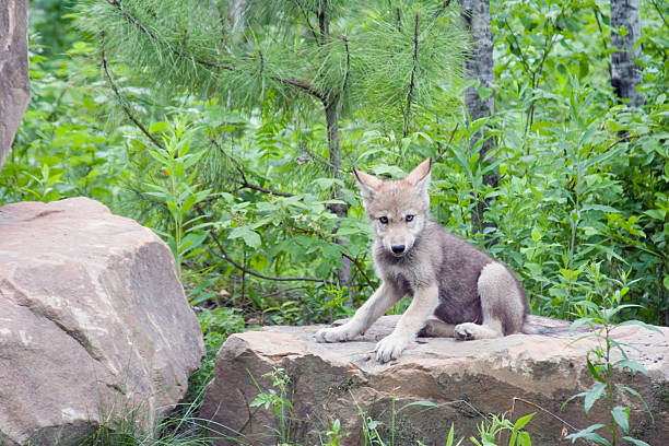Wolves Pouncing 10+ Wolf Pounce Stock Photos, Pictures & Royalty-Free Images - iStock