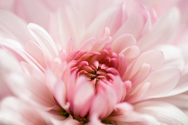 Macro White and Pink Chrysanthemum stock photo