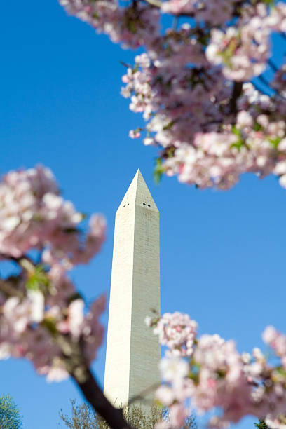 Washington Monument surrounded by cherry blossoms during the spring  - See lightbox for more