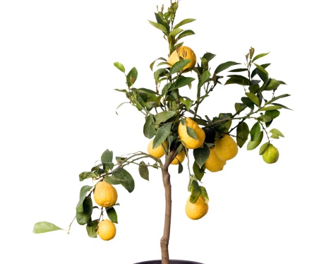 Lemon tree in the pot isolated