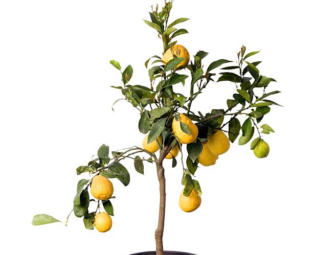 Lemon tree in the pot isolated stock photo