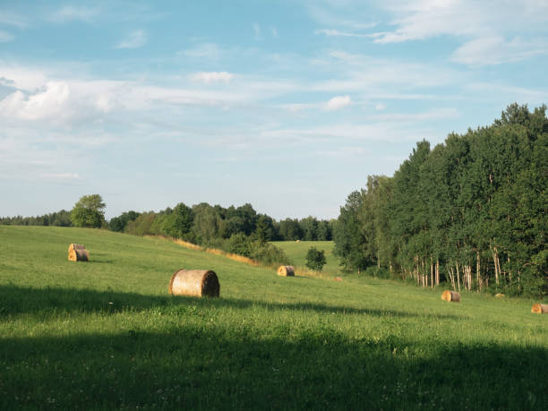 istock Hilly green field with straw bales 1404606645