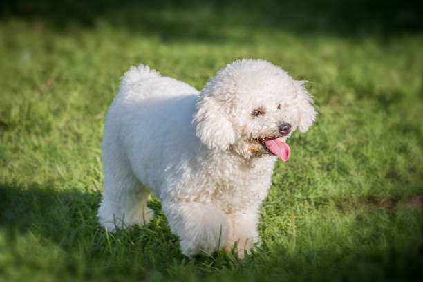 istock White poodle puppy walking on the grass 1404606678