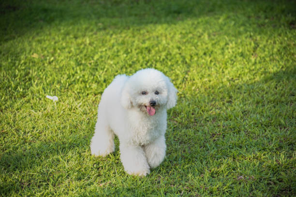istock White poodle puppy walking on the grass 1404606714