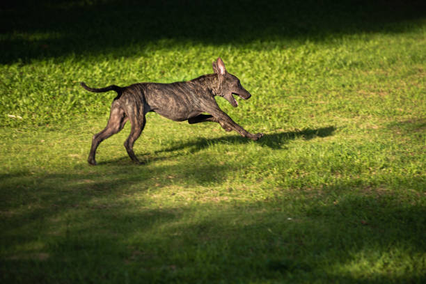 Phu Quoc puppy running in the grass
