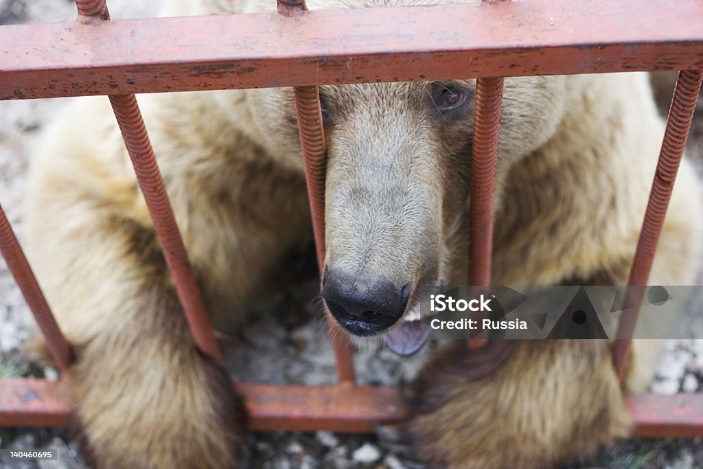 Caged Bear Bear Stock Photo