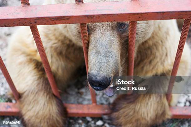 Caged Bear Stock Photo - Download Image Now - Bear, Circus, Animal