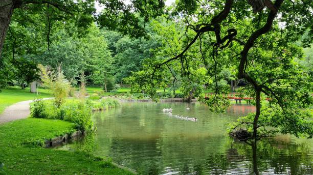 istock A tree dipping down to the water with ducks 1404608380