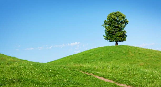 istock Beautiful hills, blooming meadows and lonely tree 1404608476
