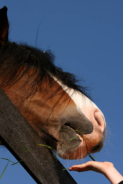 istock Tinker irish cob horse paint pony 140460851
