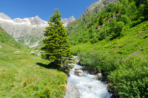 Landscape with snowy Alps mountains in Switzerland, blooming meadows, forest and a river in front