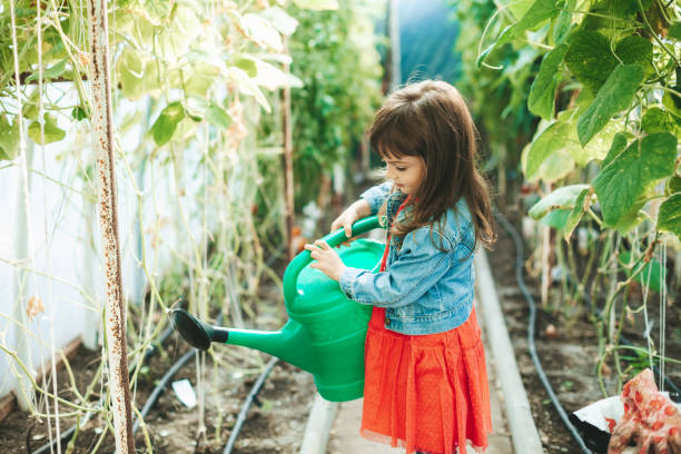 istock Little girl watering vegetables 1404609658