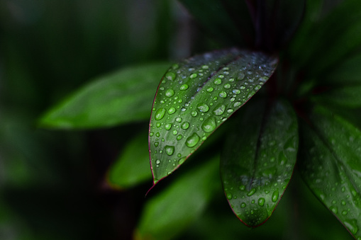 Natural green background. Large raindrops on green leaves. Screen Saver