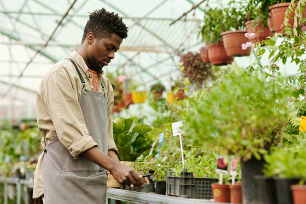 istock Nursery worker trimming plants in greenhouse 1404610534
