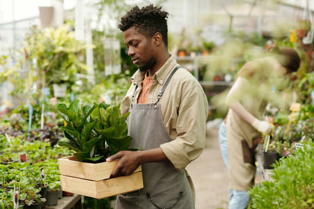istock Man delivering new plants in flower shop 1404610562