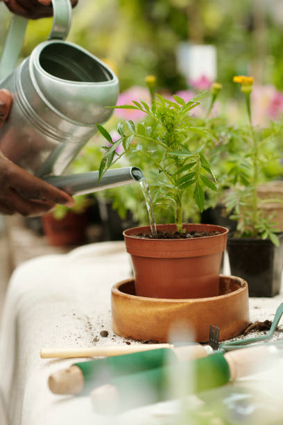 istock Gardener watering plants after transplantation 1404610564