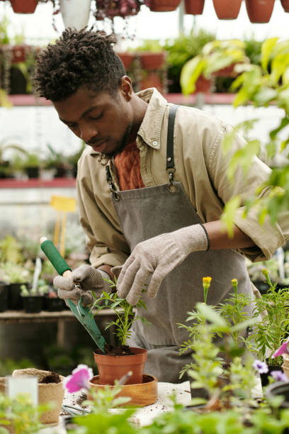 istock Gardener planting plant in pot 1404610567