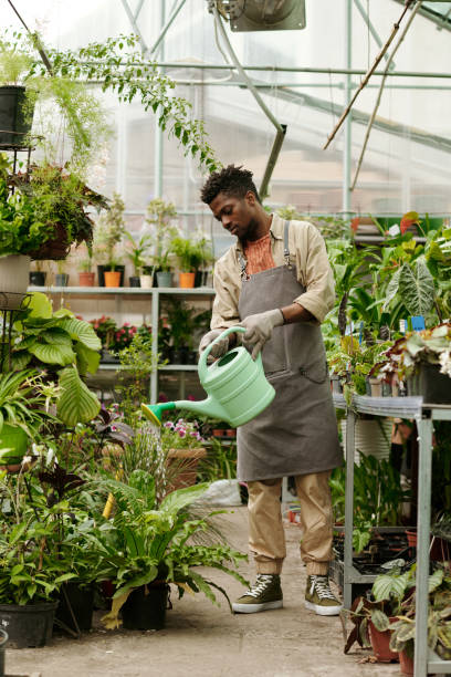istock Gardener watering plants in greenhouse 1404610593
