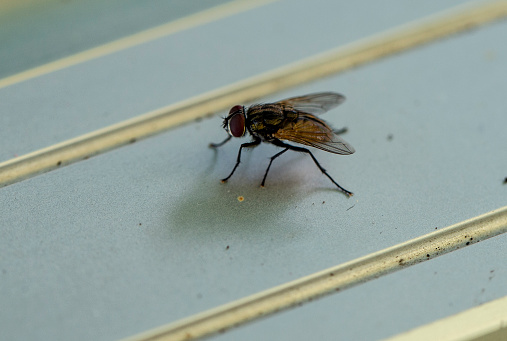 Close up photo of fly