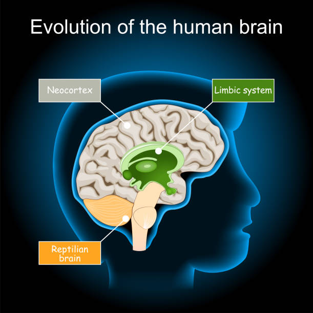 ilustrações, clipart, desenhos animados e ícones de evolução cerebral do cérebro réptil, ao sistema límbico e neocórtex. hipótese cerebral triune - hypothesis