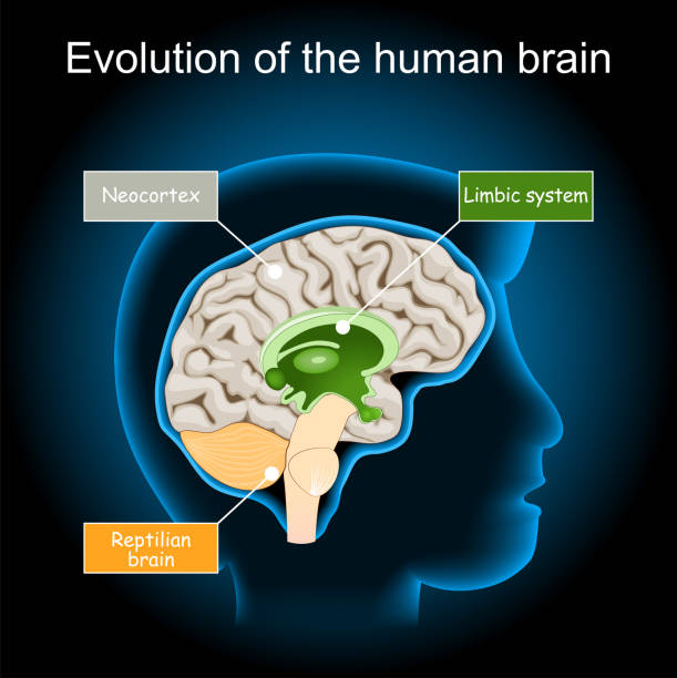 Brain Evolution from reptilian brain, to limbic system and neocortex. triune brain hypothesis Brain Evolution from reptilian brain, to limbic system and neocortex. triune brain hypothesis. cross section of a Human brain on dark background. cortex stock illustrations