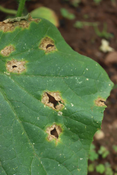 nahaufnahme von colletotrichum orbiculare oder anthracnose von kürbisgewächsen - colletotrichum stock-fotos und bilder