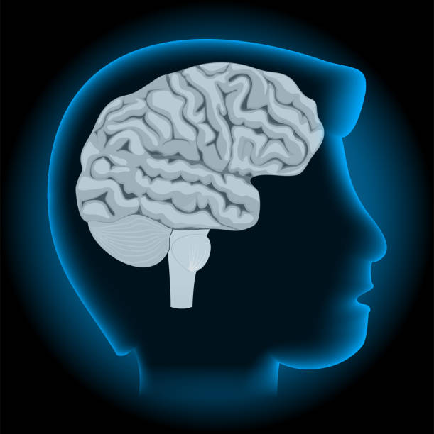 Neocortex Person 100+ Neocortex Stock Photos, Pictures & Royalty-Free Images - iStock