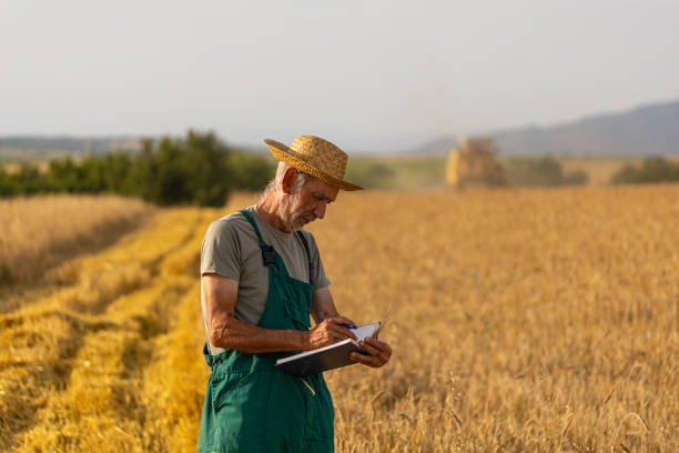 istock Senior agronomist doing research 1404613382