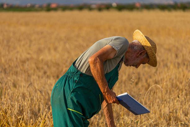 agricoltore sul campo - farmer bending wheat examining foto e immagini stock