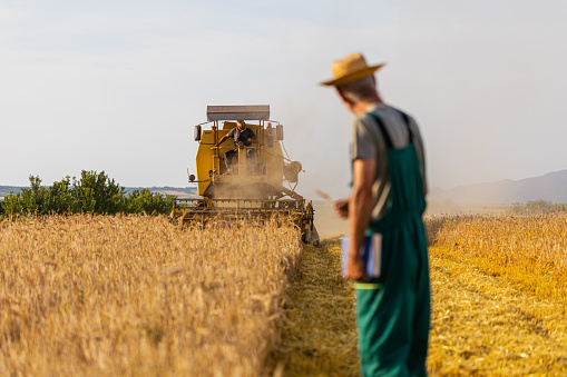 Rear view of senior farmer looking at combine harvester harvesting the field of wheat