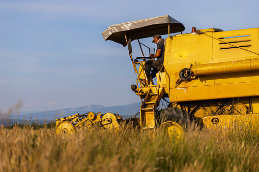Man driving yellow and large combine harvester in the field