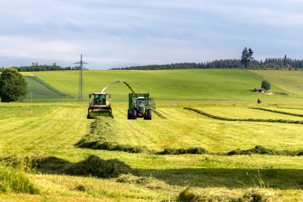 подготовка кормов для животных на зиму. - silage field hay cultivated land стоковые фото и изображения