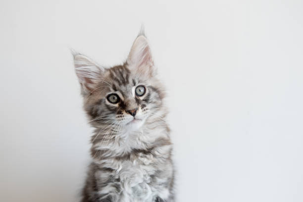 istock Maine Coon kitten on a beige background. 1404614021