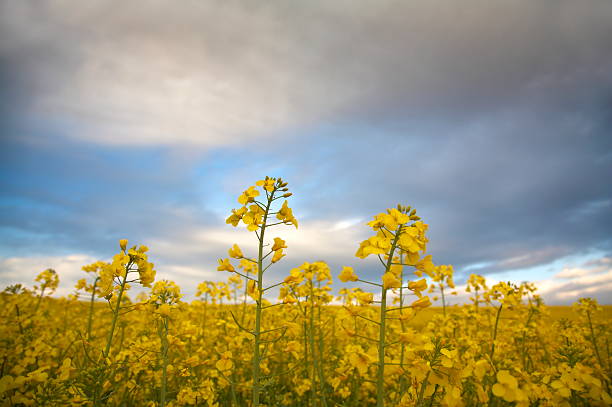 yellow field with oil seed rape in early spring, under the cloudy sky