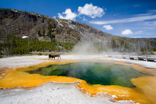 yellowstone national park - the emerald pool with bison roaming in background