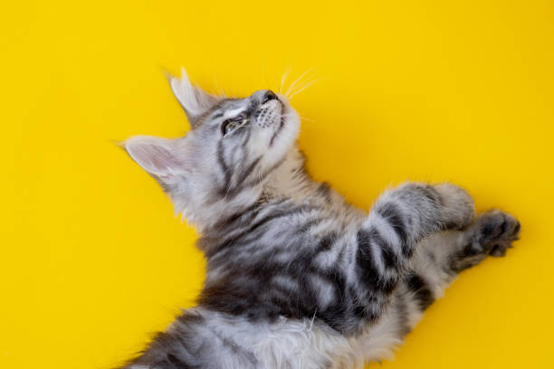 istock Maine Coon kitten on a yellow background. 1404614922