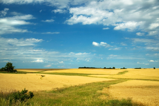 Nebraska wheat field landscape; 