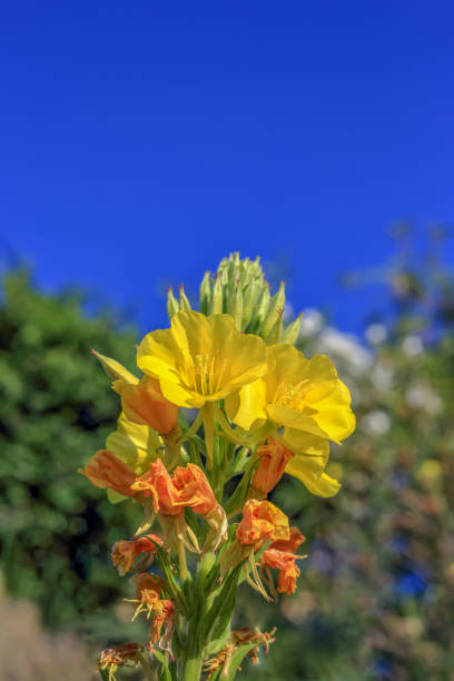 Yellow evening primrose flowers against the blue sky in Poland