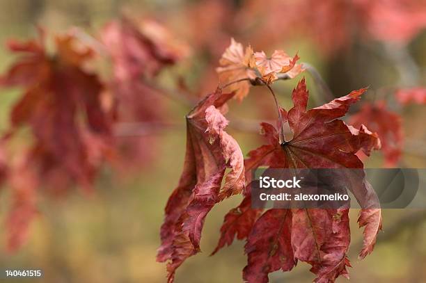 Herbst Ahornblätter Stockfoto und mehr Bilder von Ahorn - Ahorn, Ast - Pflanzenbestandteil, Baum