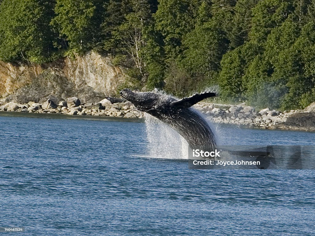 Długopłetwiec Skok wieloryba - Zbiór zdjęć royalty-free (Juneau)