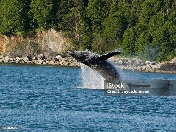 Długopłetwiec Skok Wieloryba - zdjęcia stockowe i więcej obrazów Juneau - Juneau, Wieloryb, Rzucać