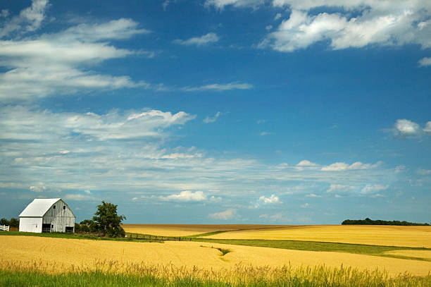istock Field of wheat on a farm under a blue sky 140461529