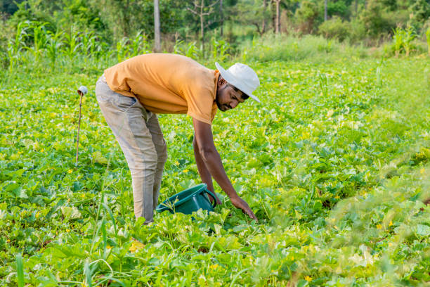 istock Young Farmer Working In Cucumber Plant Outdoor Field Work 1404615473