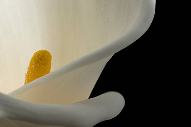 lírio calla branco detalhe - lily calla lily flower single flower - fotografias e filmes do acervo