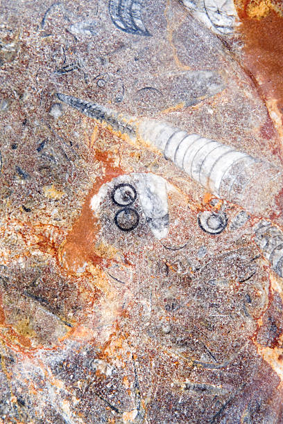istock Brightly Colored Moroccan Fossil Nautiloid in Stone 140461617