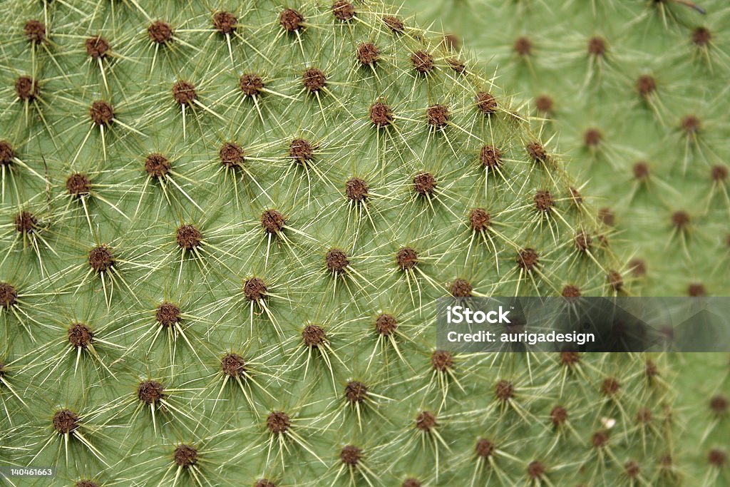 cactus leaf - Zbiór zdjęć royalty-free (Abstrakcja)