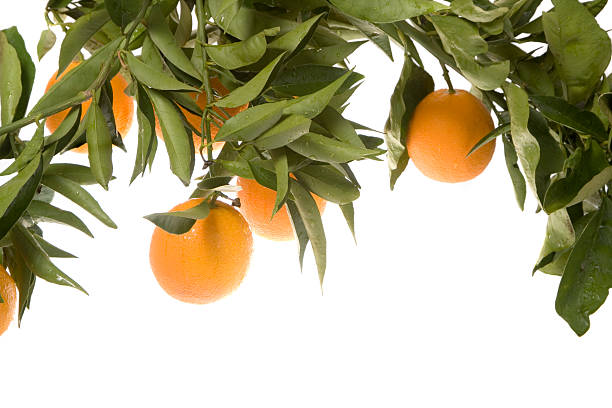 istock cluster of oranges on tree branch, slightly wet 140461666
