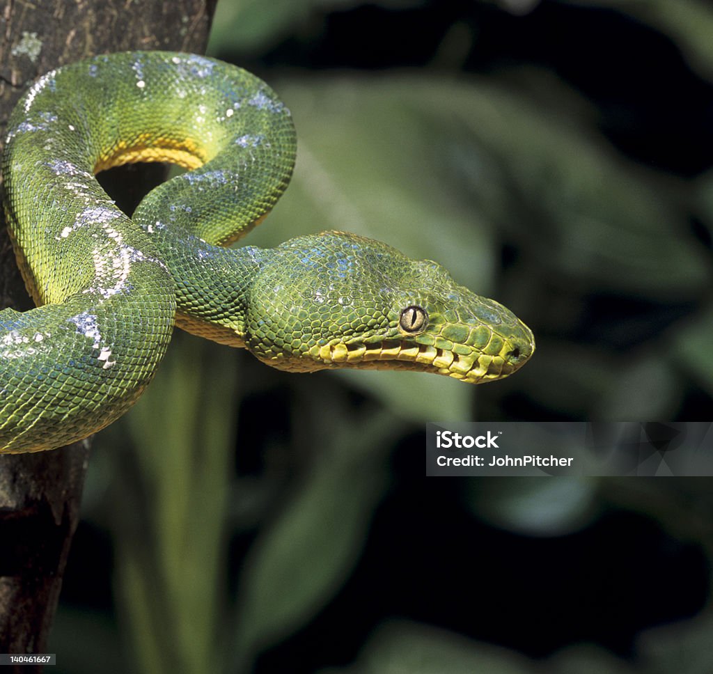 Snake-Emerald tree boa - Lizenzfrei Baumschlange Stock-Foto